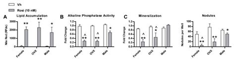 Intrinsic Sex Linked Variations In Osteogenic And Adipogenic