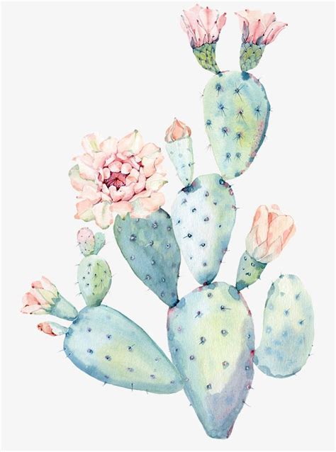 Flower Art Watercolor Cactus And Succulents Watercolor Painting Hot Sex Picture