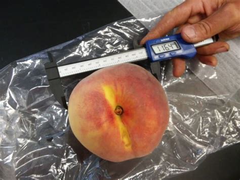 B C Orchardist Believes He S Grown The World S Largest Peach Cbc News