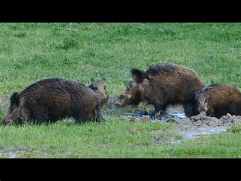 Zwijnen In De Poel En Edelherten In Het Avondzonnetje Boars In The