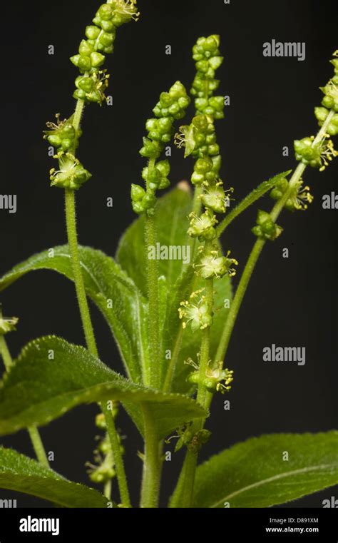 Flowers Of Dogs Mercury Mercurialis Perennis Stock Photo Alamy