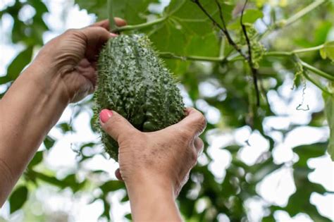 Guía Para Cultivar Chayote En Huerto Casero Jardinería Y Hogar