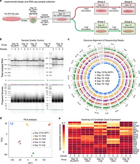 A Schematic Diagram Of Rna Seq Experimental Design And Sample Download Scientific Diagram