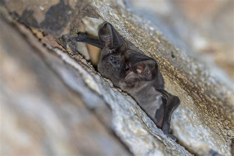 Flederm Use Als N Tzlinge Im Garten Hausinfo