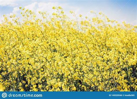 Floraciones De La Violaci N En La Brassica Napus Del Campo Con El