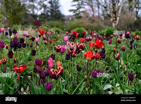 Tulip Merlot Tulip Continental Tulip Purple Dream Tulip National