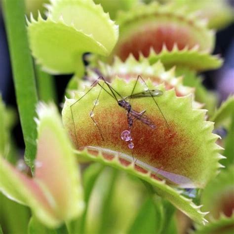 Jual Venus Fly Trap Dentate Mix Biji Tanaman Karnivora Shopee Indonesia