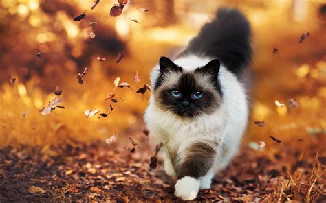 Fall Cats: Are They Better Than Their Reputation? - PetTime