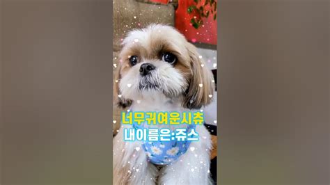 볼수록 매력있는 시츄 볼매👍7살쥬스여요😄😄shorts 시츄 Puppy Dog 시츄일상 댕댕이 귀여운 반려견