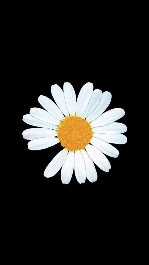 Wallpaper Aesthetic Bunga Daisy Ideas Mdqahtani