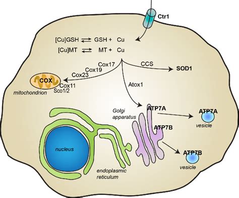 Copper Homeostasis And Cuproptosis In Health And Disease 60 Off