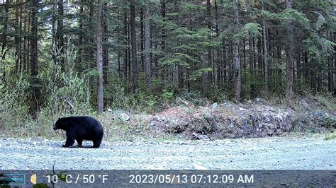 Elk Carcass Trail Camera Footage Week 1 Youtube