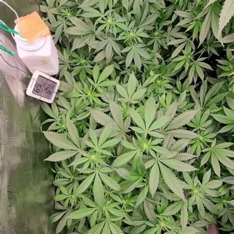 Royal Queen Seeds Royal Runtz Grow Diary Journal Week By