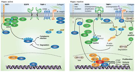 Jpm Free Full Text Integrating Genetic Alterations And The Hippo Pathway In Head And Neck