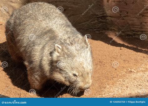 Fat Wombat Stock Image 212383