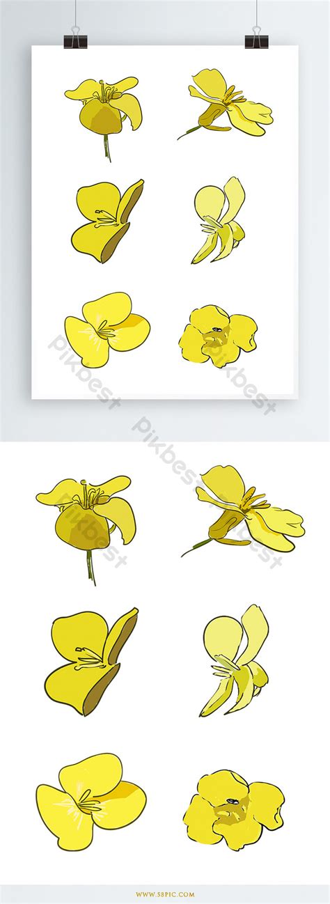 Yellow Rapeseed Flower Design Element | AI PNG Images Free Download - Pikbest