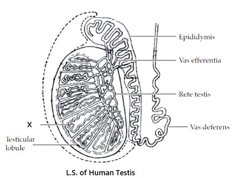 27 Labelled Diagram Of Testis Donnieakshath