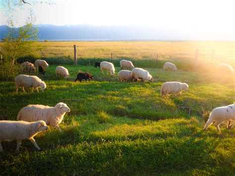 Sheep He Maketh Me To Lie Down In Green Pastures He Leade Flickr