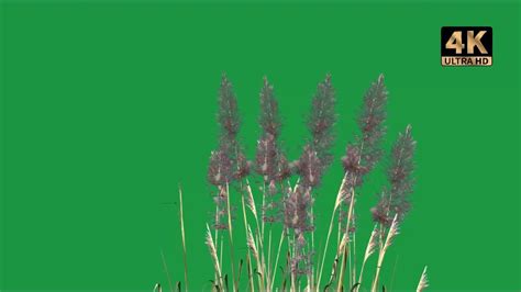 Long Grass Green Screen Long Grass Blowing In The Wind Green Screen 4k