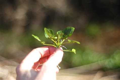 Wonderfully Wild Watercress Clean