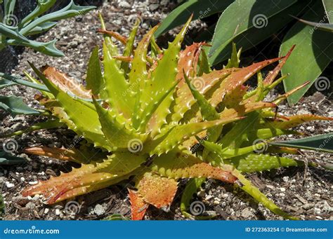 Aloe Dorotheae Sunset In Garden Stock Photo Image Of Plant Tanzania