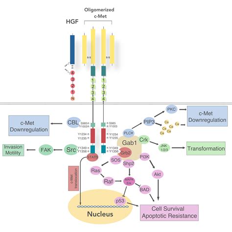 Cancers Free Full Text Activated Hgf C Met Axis In Head And Neck Cancer