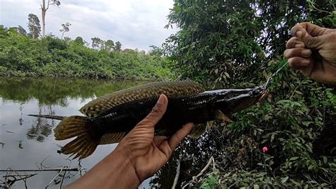 Diluar Dugaan Dapat Ikan Bujuk Di Danau Hitam Youtube