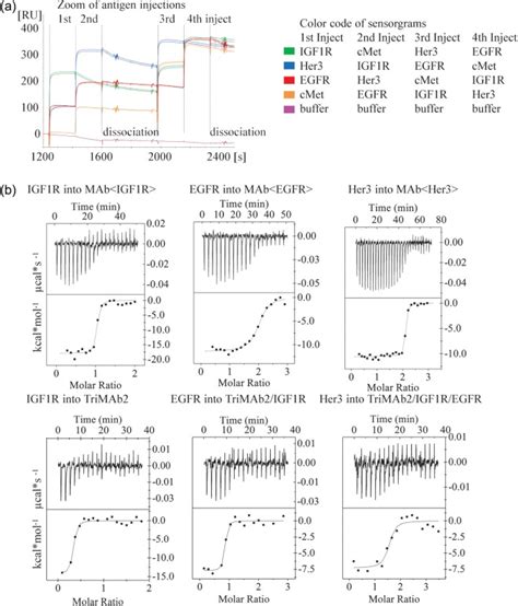 A Overlay Of Spr Sensorgrams Showing Simultaneous Binding Of Egfr