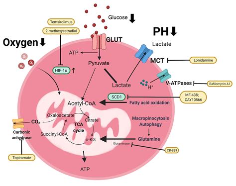 Metabolic Cross Talk Between Ovarian Cancer And The Tumor