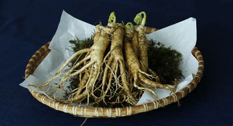 Panax Ginseng Blanc Bienfaits Et Vertus NatureAZ