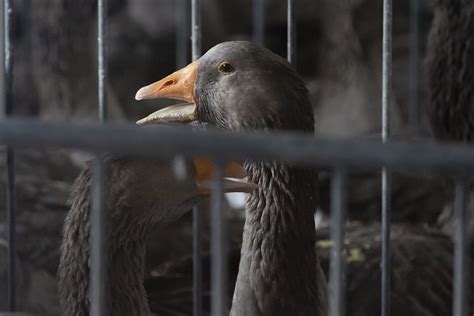 Grippe aviaire 43 communes du Gers désormais concernées par les