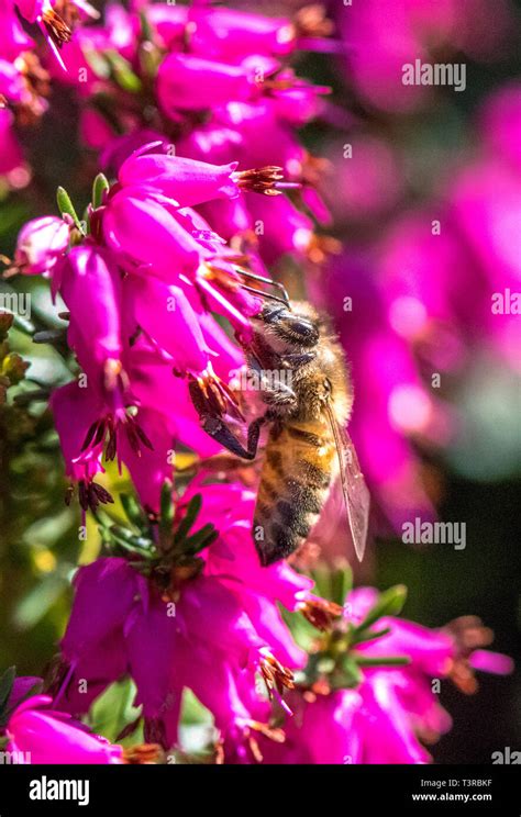 Heather Honey Hi Res Stock Photography And Images Alamy