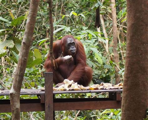 Petualangan Baru Mengunjungi Habitat Asli Orangutan Tour Taman