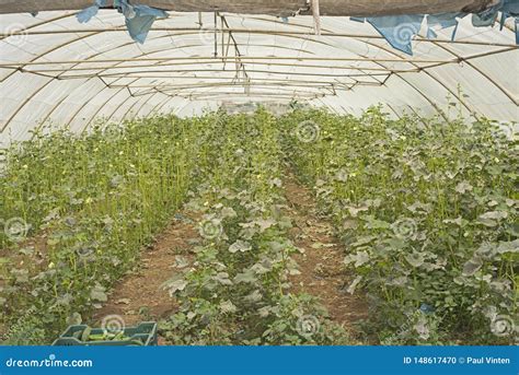 Cucumber Plants Being Cultivated In Polythene Tunnel Stock Photo