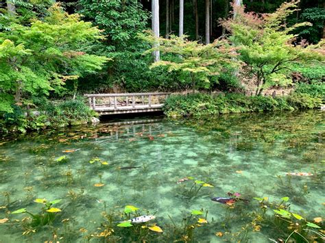 Monet's Pond: The Pond Where Art Comes to Life | Amusing Planet