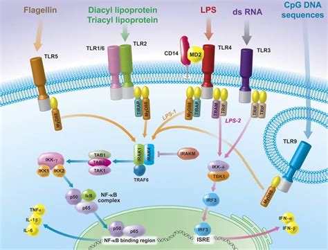 Simplified Diagram Of Some Toll Like Receptor Tlr Signaling Pathways