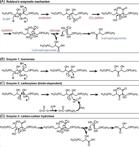 Dividing Rubisco's catalysis between several enzymes. (A) Mechanism of ...