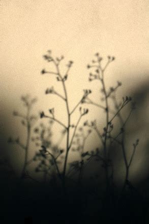 Shadow - Plant, free photo, #1512993 - FreeImages.com