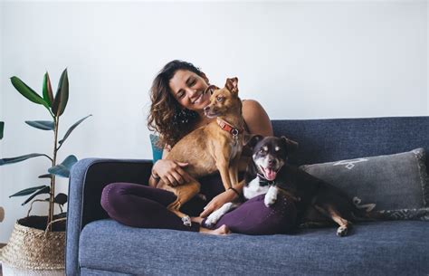 Jornal Correio Saiba Quais Cuidados Devem Ser Adotados Animais