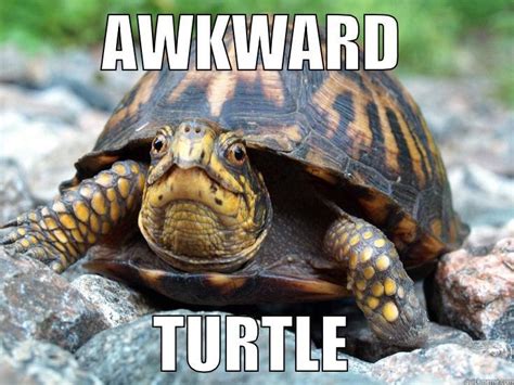 Awkward Turtle Meme