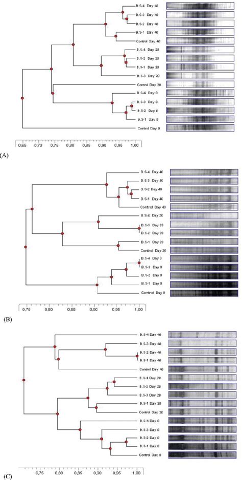 Pcr Dgge Analysis Of The Structure Of The A Bacterial B Download Scientific Diagram