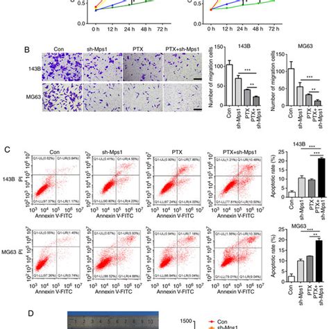 Mps1 Regulates The Spindle Assembly Checkpoint And Akt MTOR Signaling