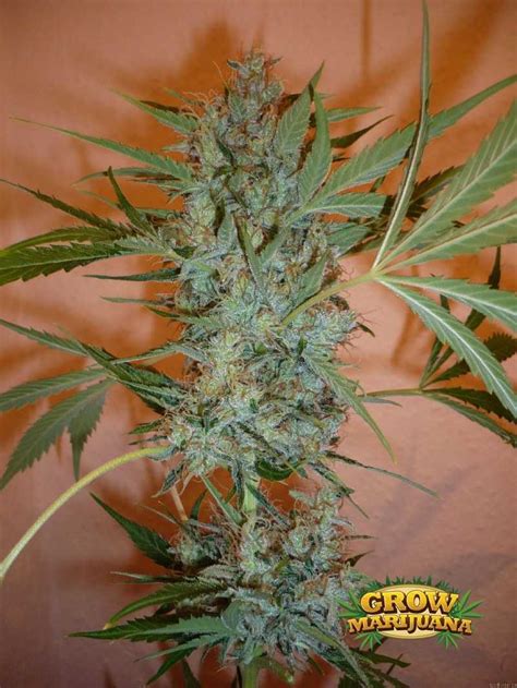 Skunk 1 Seeds Strain Review Grow