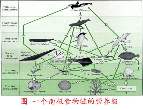 科学网—生态系统之结构及其调节 王从彦的博文