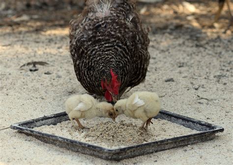 How Long Do Chickens Live Average Chicken Lifespan By Breed