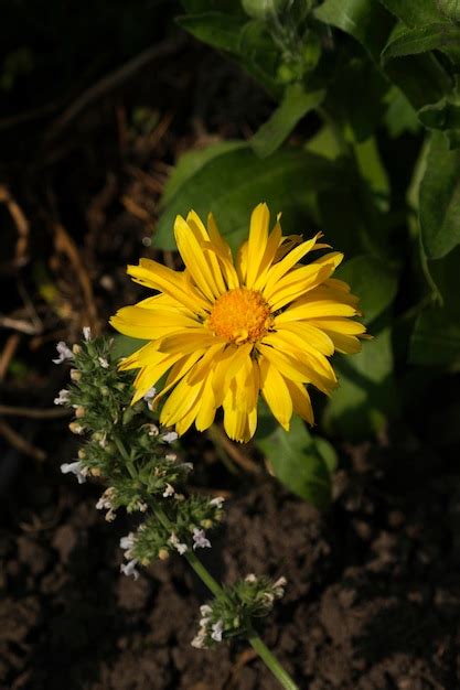 Fotos Blumen Ranke Über 600 hochqualitative kostenlose Stockfotos