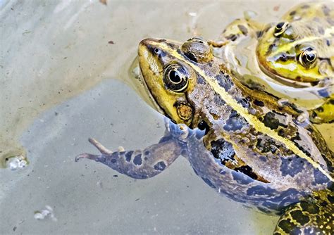 Conservationists Lobby To Join Fray Over Frog Habitat