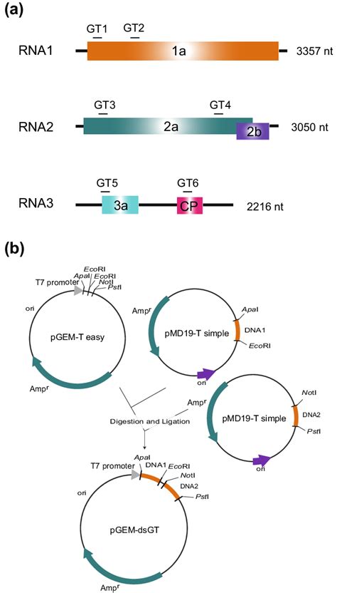 Selection Of Gene Targets And Construction Of DsRNA Expressing Vectors