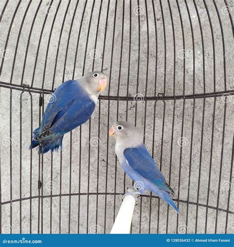 Lovebird stock photo. Image of pair, fischer, whitering - 128036432