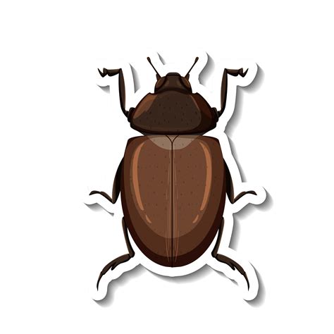 Wood Borer Sv Pest Control
